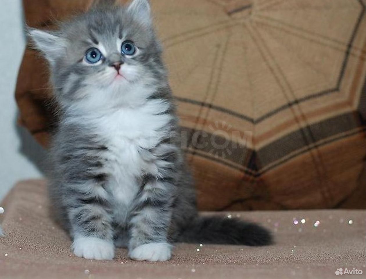 Сибирский котенок серый