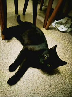 Кошка Багира