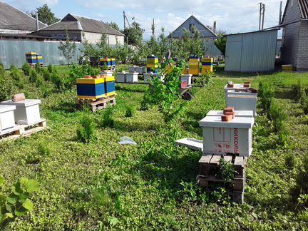 Пчёлы, Пчёлопакеты, Пчёломатки 2021