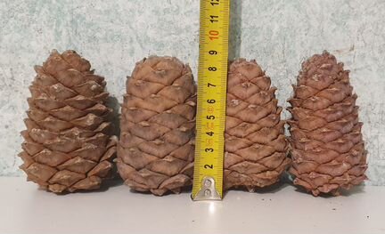 Шишка кедра сибирского отборная