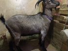 Камерунские козы объявление продам