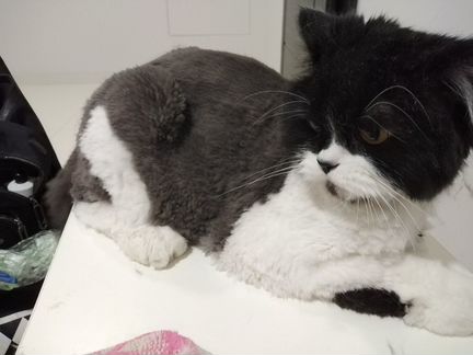 Стрижка и чистка зубов у кошек и собак