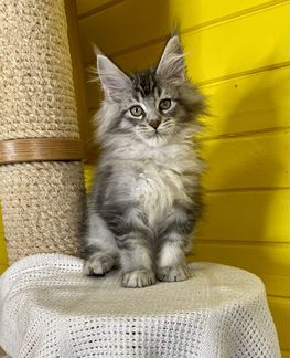 Котик мейн кун черный серебряный тикированный