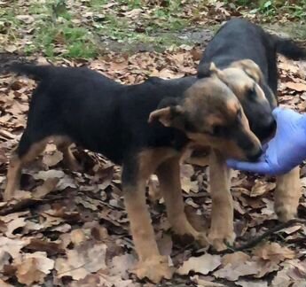 Щенки овчарки (метисы)