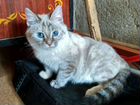 Балинезийская кошка объявление продам