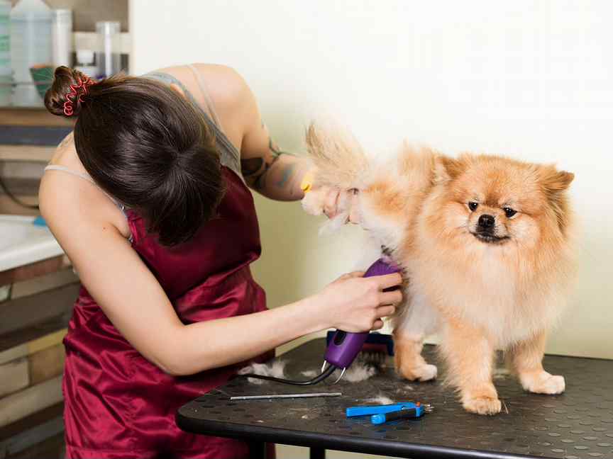 Преимущества стрижки собаки на дому
