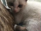 Котёнок-кот с голубыми глазами объявление продам