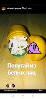 Киндер сборка 2019