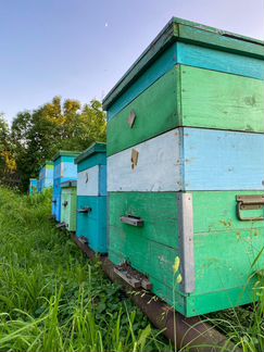 Элитный мёд