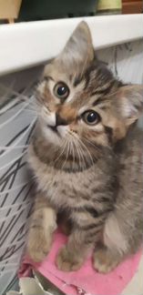 Кошка