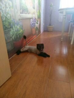 Стрижка кошек и собак