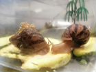 Улитки ахатины, малыши, раковины 4-5 см