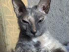 Кошка сфинкс бесплатно объявление продам